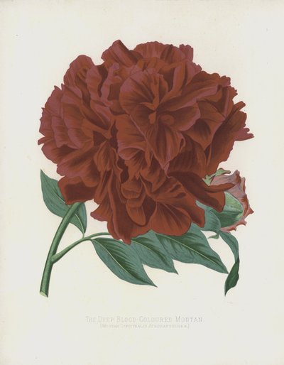 Le Moutan de couleur sang profond, Moutan Officinalis; Atrosanguinea - English School